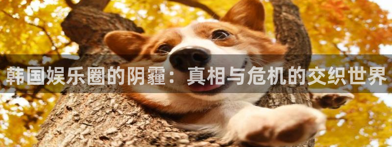 尊龙凯时链接：韩国娱乐圈的阴霾：真相与危机的交织世界